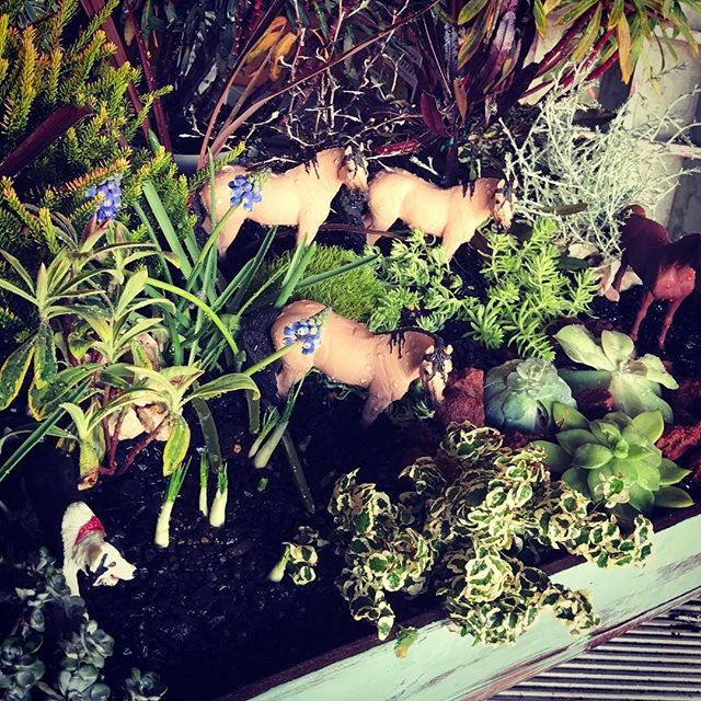 CRAFT ROOM 6皆様のお陰様をもちまして終了いたしました。御来店いただきありがとうございました。感謝するばかりかの3日間でありました。今後共flower bird &GGプランツ研究所をよろしくお願い致します♪( ´θ`)ノ入口付近にひっそりと箱庭を製作、展示しておりました!馬、多すぎ!#GGプランツ研究所 #flowerbird #plants #花屋 #筑後 #箱庭 #ムスカリ #クロッカス #flower