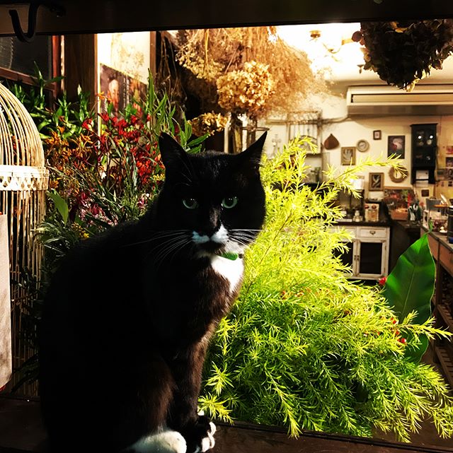 ニコパン&サイフォンタツヤの日。本日もご来店ありがとうございました。❶看板猫のトキオ❷パープルのブーケ❸スパイシーチャイ❹ニコパンのパン❺ドラゴンフルーツ(赤)#cat #猫 #サイフォンタツヤ #ニコパン #ドラゴンフルーツ #flower #flowerbird #ggプランツ研究所 #パンの日