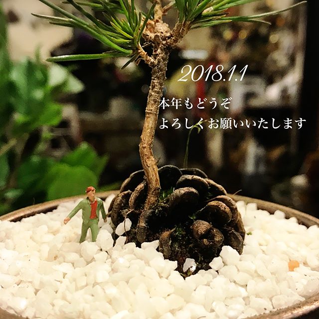 2018.1.1あけましておめでとうございます本年もどうぞよろしくお願いいたします沢山の皆様に足を運んでいただけるよう日々研究をおこたることなく精進して参りたいと思います新年は1月5日からの営業になります#ggプランツ研究所 #flowerbird #flower #plans#相棒#ハサミ#ナイフ#工具#道具#電動ドリル#ピンセット#パインツリー#松#まつぼっくり