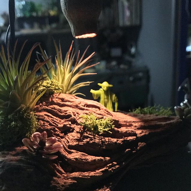 colaborar vol.4colaborar in flower bird足を運んでいただきありがとうございました。この場を借りて厚く御礼申し上げます!各店舗の皆様にもご協力いただき無事にイベントを終了する事が出来ました。ありがとうございました。flower bird&GREENGREENプランツ研究所@colaborar114 @bespoke_potatomegane @booniesjp @kiloatboa@lacoet.broderie @quiticocone @bancha.furyu @dks611 @higashiharatatsuya @flowerbirdfb @gogreengo #流木#ヨーダ