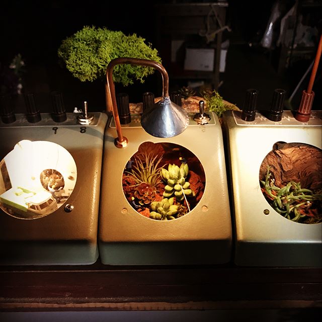 ならべてみました。電圧計3部作。・流木アート。ライト付きTOYOTA 2000GTをぼんやり照らします。#ggプランツ研究所 #流木アート #ムギ球ライト #電圧計 #moss #toyota #2000GT #plants #植物のある暮らし #密かな楽しみ