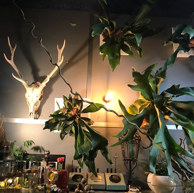 壁面には沢山のコウモリラン Thanks Mothers Day!5/13#ggプランツ研究所 #flowerbird#plants #コウモリラン #ボトリウム #led #母の日 #gift #ギフト #筑後 #花屋 #骨格標本は非売品 #Japan #