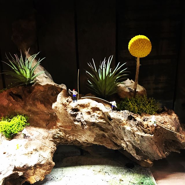 梅雨の感じが強まってきました。流木オブジェ、ボトリウム、制作しております!お客様の元へ旅立ったあと、どんな場所に飾っていただいているのかなぁ〜と思うとワクワクします!#ggプランツ研究所#plants #流木 #ボトリウム #フェイクグリーン #フィギュア #フラミンゴ #花屋 #筑後