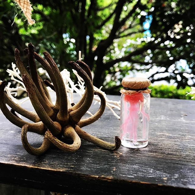 いろいろなオーダーをいただき光栄です。①ユーカリの実(スパイダーガム クロウ)クラゲの標本(イミテーション)②流木アート(野生の王国)③流木アート(還暦のお祝い社交ダンスと真っ赤なベンツ)④流木アート(旅の思い出 沖縄編)#ggプランツ研究所 #スパイダーガムクロウ #流木アート #クラゲ #ベンツ #鹿 #ジンベイサメ